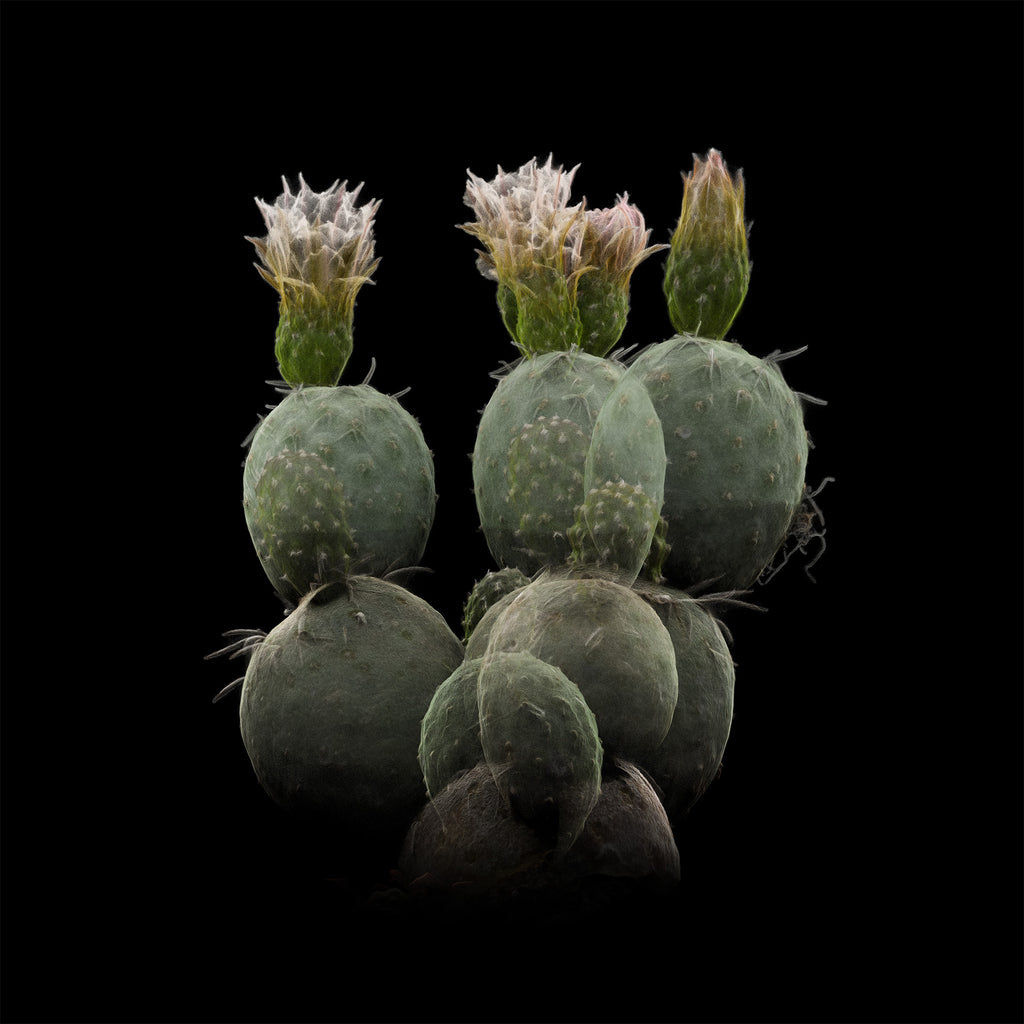 FRAMERATE: Desert Pulse ‘Spherical Cladodes - Tephrocactus Geometricus’