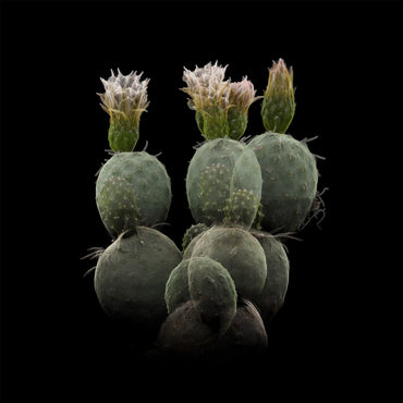FRAMERATE: Desert Pulse ‘Spherical Cladodes - Tephrocactus Geometricus’