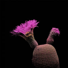 FRAMERATE: Desert Pulse ‘Fiery Stigma - Echinocereus Rigidissimus’