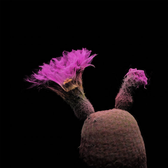 FRAMERATE: Desert Pulse ‘Fiery Stigma - Echinocereus Rigidissimus’