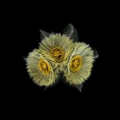 FRAMERATE: Desert Pulse ‘Three Synchronised Blooms - Astrophytum Myriostigma var. Nudum’