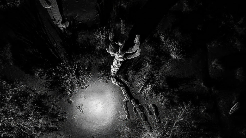 FRAMERATE: Desert Pulse ‘Falling Saguaro: From Above’