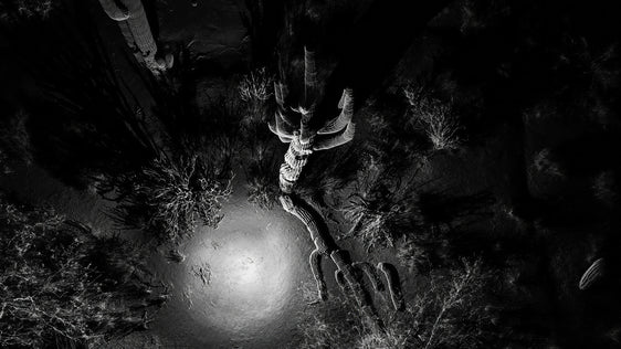 FRAMERATE: Desert Pulse ‘Falling Saguaro: From Above’