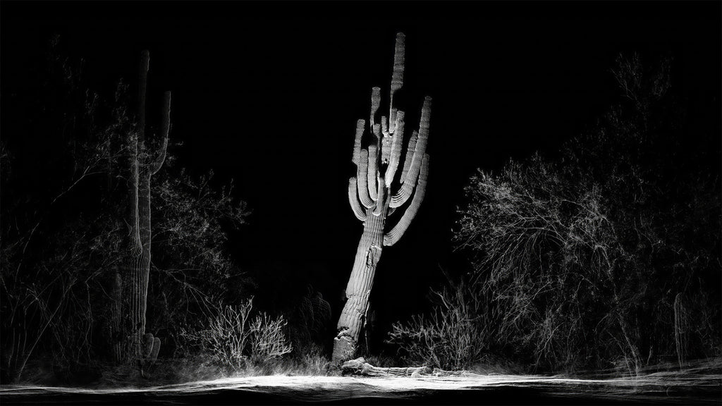 FRAMERATE: Desert Pulse ‘Falling Saguaro’