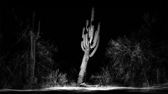 FRAMERATE: Desert Pulse ‘Falling Saguaro’