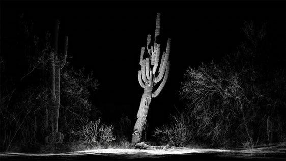 FRAMERATE: Desert Pulse ‘Falling Saguaro’