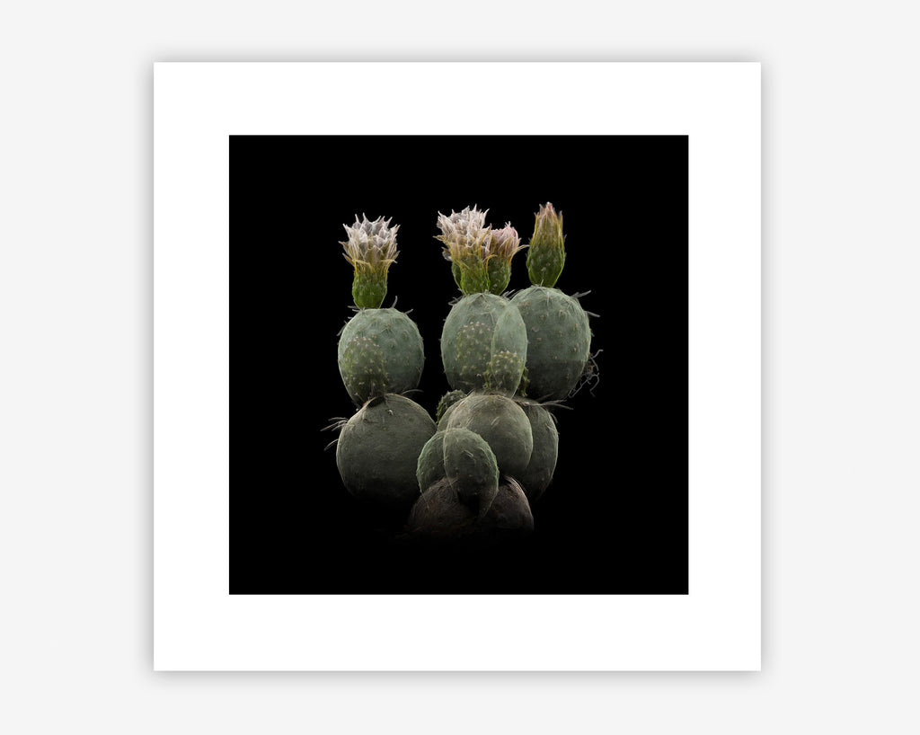 FRAMERATE: Desert Pulse ‘Spherical Cladodes - Tephrocactus Geometricus’