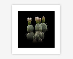 FRAMERATE: Desert Pulse ‘Spherical Cladodes - Tephrocactus Geometricus’