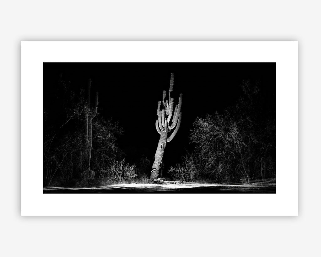 FRAMERATE: Desert Pulse ‘Falling Saguaro’