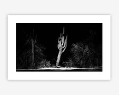 FRAMERATE: Desert Pulse ‘Falling Saguaro’