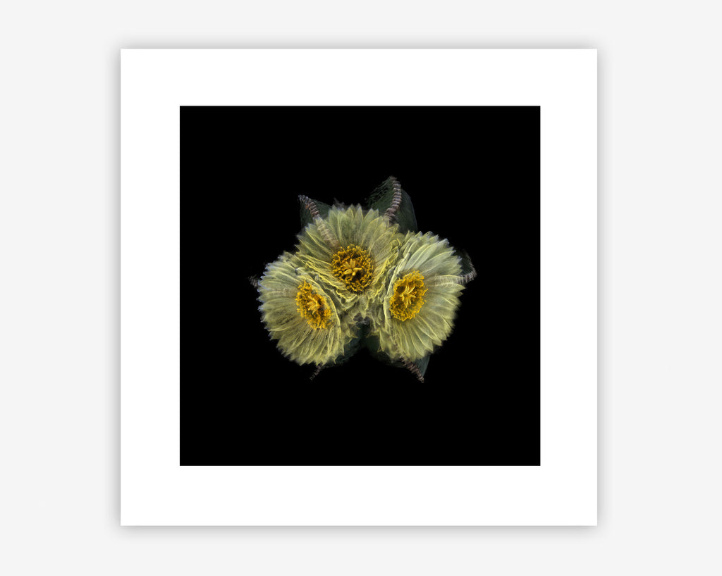 FRAMERATE: Desert Pulse ‘Three Synchronised Blooms - Astrophytum Myriostigma var. Nudum’