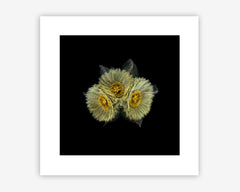 FRAMERATE: Desert Pulse ‘Three Synchronised Blooms - Astrophytum Myriostigma var. Nudum’